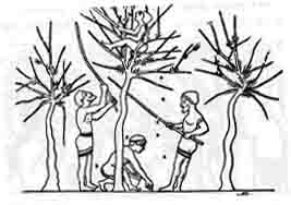 Fig. 36 Recolección aceitunas en vaso ático Museo Británico (Duruy,Hist. des Grecs, Vol. I, p. 716) en Glotz, Ancient Greece at Work, Norton, 1967, p. 260.